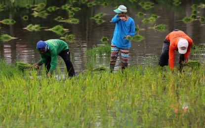 <p><strong>FOOD SECURITY.</strong> Farmers plant rice seedlings in Sumapang Matanda, Malolos, Bulacan on Sept. 14, 2023. The Department of Agriculture advises planting early or using heat-resistant crops in preparation for El Niño that is expected in the last quarter of the year. <em>(PNA photo by Joan Bondoc)</em></p>