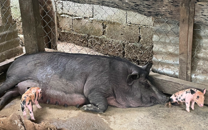 <p><strong>HOG REPOPULATION</strong>. Hogs are kept inside a swine farm in Puritac, Pinili, Ilocos Norte in this undated photo. To speed up hog repopulation in the province, the Department of Agriculture has released a PHP20-million assistance to farmers affected by the African swine fever. <em>(File photo by Leilanie Adriano)</em></p>