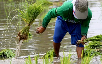 <p><strong>ESSENTIAL WORK.</strong> A farmer transplants rice seedlings in Sumapang Matanda, Malolos, Bulacan on Sept. 14, 2023. United Senior Citizens Party List Rep. Milagros Aquino Magsaysay on Friday (Nov. 17, 2023) pushed for the creation of an agriculture pension fund for aging and elderly farmers and fisherfolk so that they may enjoy social security benefits upon their retirement. <em>(PNA photo by Joan Bondoc)</em></p>