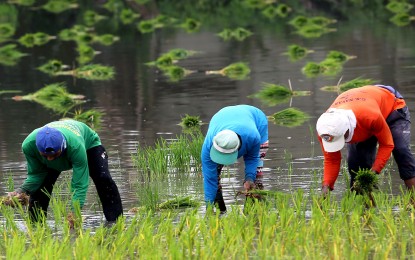 <p><strong>AGRI OUTPUT.</strong> Farmers plant rice seedlings in Sumapang Matanda, Malolos, Bulacan on Sept. 14, 2023. The value of agriculture and fisheries output amounted to PHP412.4 billion, the Philippine Statistics Authority on Wednesday (Nov. 8, 2023) said. <em>(PNA photo by Joan Bondoc)</em></p>