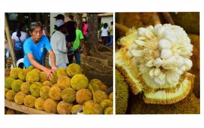 <p><strong>MARANG FESTIVAL</strong>. Sweet marang fruits are being sold in this week’s return of the Marang Festival in Barangay Colonia Divina of Sagay City, Negros Occidental on Tuesday (Sept. 12, 2023). About 3,000 kilos of marang were displayed during the opening event. <em>(Photo courtesy of Sagay City Information and Tourism Office)</em></p>