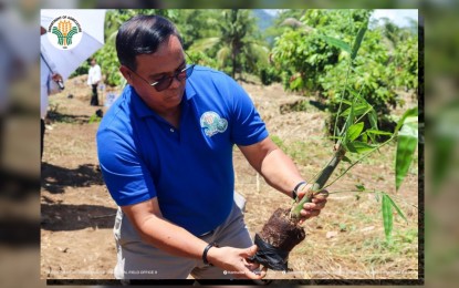 <p><strong>BAMBOO PLANTING. </strong> Department of Agriculture (DA) Eastern Visayas regional executive director Andrew Rodolfo Orais planting a bamboo seelding in this Sept. 20 photo. The DA regional office here is stepping up its advocacy for the planting of bamboo as the country celebrates the Philippine Bamboo Month this September.<em> (Photo courtesy of DA Region 8)</em></p>