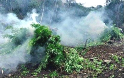 <p><strong>BURNED</strong>. Government law enforcers burn fully grown marijuana plants in Tinglayan in Kalinga on Sept. 19, 2023. Col. Carolina Lacuata, regional information officer of the Police Regional Office Cordillera, said pn Thursday ( Sept. 21, 2023) that the eradication is part of the continuing effort of the government law enforcers against illegal drug operations. <em>(PNA photo courtesy of PROCor)</em></p>