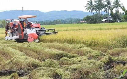 <p><strong>BUYING PRICE.</strong> Palay harvest in the municipality of Sibalom in this photo taken on Sept. 10, 2023. National Food Authority (NFA) Iloilo-Antique branch manager Epifanio Cosca, in a virtual press conference Monday (Sept. 25, 2023), said commercial rice traders use the NFA’s higher buying price as a benchmark, which is advantageous to farmers. (<em>PNA photo courtesy of Sibalom MAO</em>)</p>