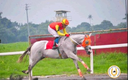 <p><strong>BACK-TO-BACK WINNER.</strong> Rancho Sta. Rosa’s Cam From Behind won the Philippine Racing Commission Sampaguita Stakes at the Metro Manila Turf Club in Malvar, Batangas on September 24, 2023. The six-year-old galloper became only the third back-to-back winner of the annual event for older female horses after Malaya (2014 and 2015) and Princess Eowyn (2019 and 2020) in its 24-year history. <em>(Photo courtesy of Philracom)</em></p>