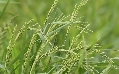 <p><strong>SUFFICIENT SUPPLY.</strong> Green rice ear filled with grains. Agriculture Secretary Francisco Tiu-Laurel Jr. assured the public on Thursday (Feb. 8, 2024) that the country’s rice supply is sufficient through the first half of this year, with recent imports and the upcoming harvest that peaks in March and April. <em>(PNA file photo by Joan Bondoc)</em></p>