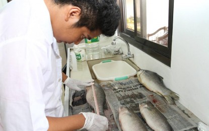<p>'<strong>FISHY' MATTER</strong>. A fishery expert conducts a study on "ludong", believed to be the most expensive fish in the country, in this undated photo. The Bureau of Fisheries and Aquatic Resources in Cagayan Valley said "ludong" research hit a snag due to meager funds. <em>(Photo courtesy of BFAR-Region 2)</em></p>