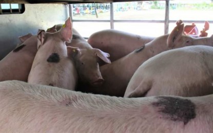 Negros Occidental hog production drops 4.79% due to swine diseases