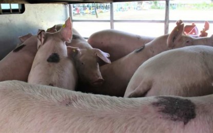 <p><strong>NEGROS HOGS</strong>. Negros Occidental province is eyeing hog repopulation next year after recording almost 18,000 hog mortalities in some 20 cities and municipalities since April 2023. “Our target is to repopulate. It looks like everything will start next year. Right now, we’re preparing the areas,” Governor Eugenio Jose Lacson said on Thursday (Sept. 28, 2023). (<em>PNA file photo courtesy of PIO Negros Occidental</em>)</p>
<p> </p>
<p> </p>
<p> </p>