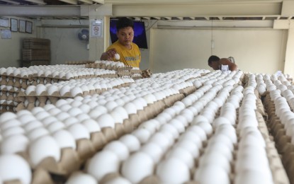 <p><strong>SMALL BUT ABUNDANT.</strong> Store workers arrange trays of eggs at Blumentritt Market in Manila in this September 2023 photo. The Philippine Egg Board on Saturday (April 20, 2024) attributed smaller eggs available in markets today to the extreme heat. <em>(PNA file photo by Yancy Lim)</em></p>