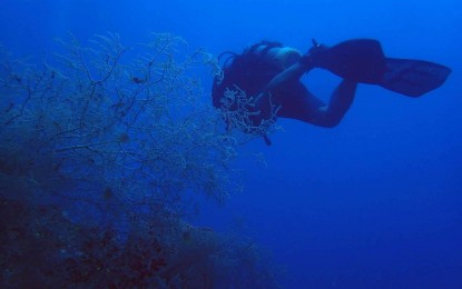 <p><strong>THE WALL.</strong> An emerging dive site in Governor Generoso, Davao Oriental, dubbed "The Wall," shows the presence of bountiful coral formations. Davao Oriental’s provincial government has been planning a dive safari to promote their diving sites, a tourism official said Saturday (Sept. 30, 2023). <em>(Photo from Mati CIO)</em></p>