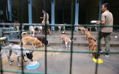 Solon seeks to address rising cases of animal abandonment