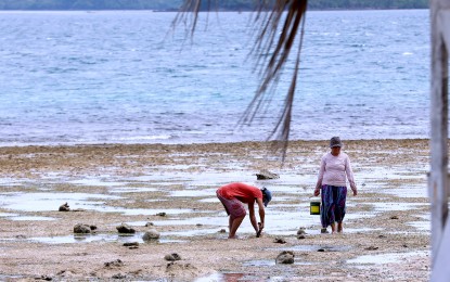 <p><strong>SHORELINE CATCH.</strong> Residents take advantage of the low tide to catch crabs at a beach in Barangay Don Paulino, Dapa, Siargao Island on Sept. 30, 2023. The island is famous for its surfing spots that lure even international tourists. <em>(PNA photo by Joey O. Razon)</em></p>