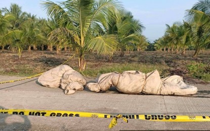 <p><strong>MURDERED.</strong> The bodies of the two Davao City victims while still inside huge cement sacks were found Wednesday morning (Oct 4, 2023) along a barangay road in Datu Anggal Midtimbang, Maguindanao del Sur. The victims were identified through identification cards recovered from them.<em> (Photo courtesy of Datu Anggal Midtimbang MPS)</em></p>