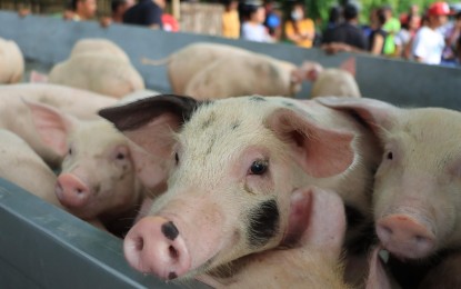 <p><strong>FREE PIGLETS.</strong> Piglets are delivered to Batac City on Wednesday (Oct. 4, 2023) for distribution to selected recipients. The city government has been distributing free piglets and starter packages to hog raisers affected by African swine fever. <em>(Photo courtesy of the city government of Batac)</em></p>