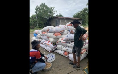 <p><strong>PALAY PROCUREMENT.</strong> A staff of the National Food Authority scouts palay suitable for procurement in Bulacan in this undated photo. At present, the NFA's buying price is PHP19 to PHP23 per kilo for dry palay and PHP16 to PHP19 per kilo for wet palay. <em>(Photo courtesy of NFA-Bulacan)</em></p>