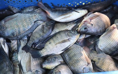 BFAR techno demo projects to boost tilapia production in Bicol