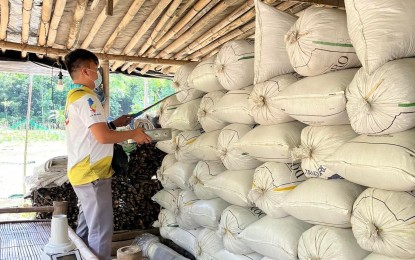 <p><strong>IN-FIELD PROCUREMENT</strong>. An employee of the National Food Authority (NFA) checks on the quality of rice sold to the agency in this undated photo. To increase farmers' income, some local government units in northern Luzon inked an agreement with NFA for the provision of additional cash incentives when farmer sell their produce to the government food agency.<em> (Photo courtesy of the NFA)</em></p>