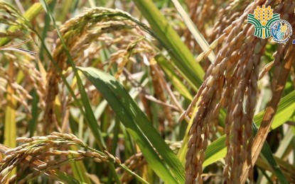 <p><strong>HIGHER PRICE</strong>. The Philippine Statistics Authority says Friday (Dec. 1, 2203) the average farmgate price of palay has reached PHP20.60 per kilogram in October. This was higher by 18.1 percent from last year's PHP17.44 per kg., the PSA said<em>. (PNA file photo)</em></p>
