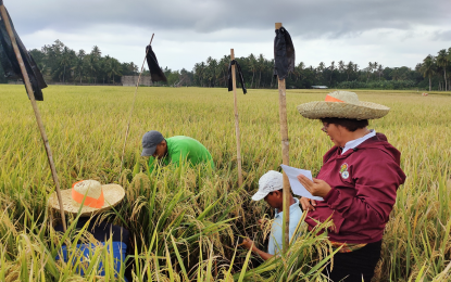 Misamis Occidental eyes higher annual rice harvest due to aid programs