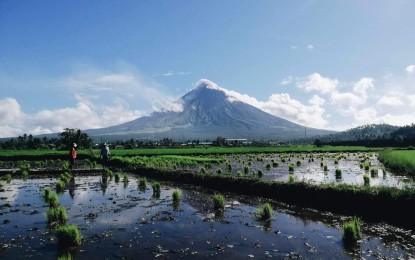 <p>A rice farm in Camalig, Albay. <em>(Photo courtesy of Camalig PIO)</em></p>