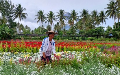 <p><strong>BEAUTY IN BLOOM</strong>. With Mayon Volcano providing a stunning backdrop, flower farm owner Eleanor Alaurin on Monday (Oct. 23, 2023) checks on her beautiful blooms in Daraga, Albay which she intends to harvest on Oct. 29 in time for the 'Undas' or All Saints’ and All Souls' Day celebrations. Alaurin expects an uptick in the demand for flowers as Filipinos troop to the cemeteries to visit their departed loved ones. <em>(PNA photo by Gladys Serafica)</em></p>