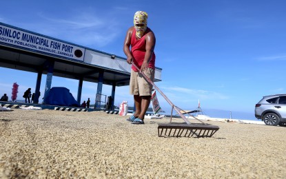 <p><strong>DRYING PALAY.</strong> A farmer spread out the dry palay (unhusked rice) on the pavement of the Masinloc Municipal Fish Port in Masinloc, Zambales on Nov. 6, 2023. The Department of Agriculture has said 44,719 beneficiaries of the Rice Farmers Financial Assistance (RFFA) program have already received PHP5,000 cash assistance each. <em>(PNA file photo)</em></p>