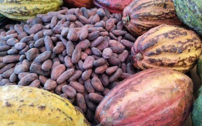<p><strong>HIGH-VALUE.</strong> Dried cacao beans and cacao pods. Eastern Visayas is eyeing a 5,000-metric ton production target for dried cacao beans in the next five years despite very low production in the past 10 years, officials said during the regional cacao congress here on Friday (Nov. 10, 2023). <em>(PNA photo by Sarwell Meniano)</em></p>