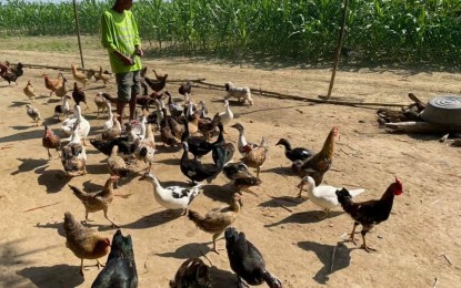 <p><strong>BIRD FLU-FREE</strong>. Native chicken and ducks co-mingle in this farm with net enclosures in this undated photo. The Provincial Veterinary Office urges poultry farm owners to always practice biosecurity measures to avoid bird flu infection. <em>(File photo by Leilanie Adriano)</em></p>