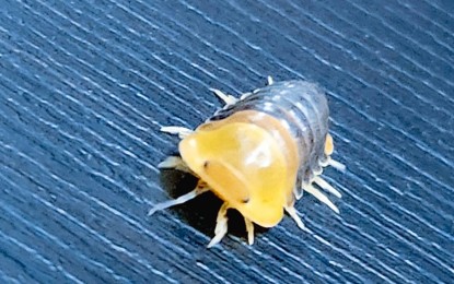 <p><strong>SEIZED. </strong>One of the isopods found inside a parcel declared as containing candies intercepted at the Central Mail Exchange Center subport in Pasay City by Bureau of Customs - Ninoy Aquino International Airport personnel on Nov. 13, 2023. The parcel, allegedly from Thailand, was confiscated for lack of import clearance from the Bureau of Plant Industry. <em>(Photo from BOC-NAIA) </em></p>