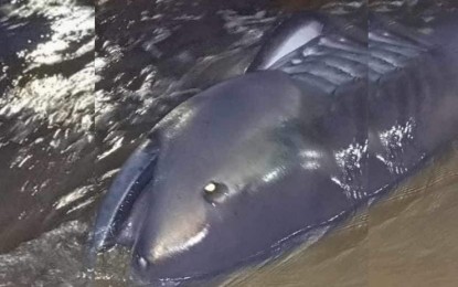 <p><strong>MEGAMOUTH SHARK.</strong> A dead megamouth shark is washed ashore in Southern Leyte. Bureau of Fisheries and Aquatic Resources-Central Visayas technical assistant Johann Tejada on Monday (Nov. 20, 2023) advised the public not to worry about the latest phenomenon where shrimps and megamouth sharks emerged at the shoreline in three different places in the Visayas as it has no connection with the earthquake that struck parts of Mindanao on Nov. 17, 2023. <em>(Screenshot from Facebook video)</em></p>