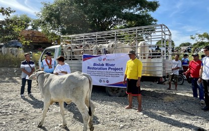 <p><strong>LIVELIHOOD BOOST</strong>. Officials from around 30 villages in the municipalities of Bacarra and Vintar in Ilocos Norte receive fattening cattle on Wednesday (Nov. 22, 2023). This is part of the corporate social responsibility (CSR) project of Harbor Star Shipping Services Inc. which the Ilocos Norte government has authorized to dredge the Bislak River. <em>(Photo by Leilanie G. Adriano)</em></p>