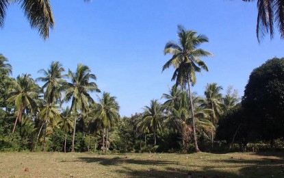 <p><strong>COCONUT FARMING.</strong> The Philippine Coconut Authority in Central Visayas is urging coconut farmers to sign up with the National Coconut Farmers Registry System (NCFRS) so they can avail of the government's funds and services. The agency is targeting 338,649 coconut farmers in the region to be registered. <em>(PNA file photo by Mary Judaline Flores Partlow)</em></p>