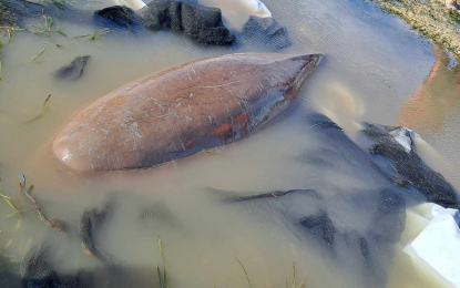 Trapped sea cow rescued in Puerto Princesa