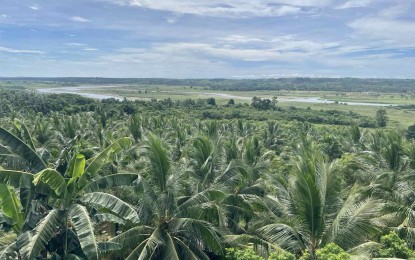 <p><strong>COCONUT PLANTATION</strong>. This municipality in the northern most town of Ilocos Norte will soon have its own coconut processing facility. Coconut is a sunrise industry in the area. <em>(File photo by Leilanie Adriano)</em></p>