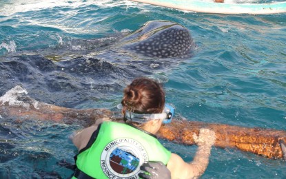 <p><strong>WHALE-WATCHING.</strong> A Korean delegate to the Suroy-Suroy Sugbo swims with the whale sharks at Barangay Tanawan, Oslob, a southern town in Cebu on Friday (Dec. 1, 2023). The second of the three-day Suroy-Suroy sa Sugbo started with whale watching before going to century-old Roman Catholic churches in the southern towns in Cebu province. <em>(Photo courtesy of Cebu Capitol PIO)</em></p>