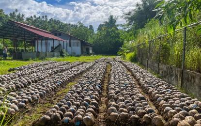 Over 44K hybrid coco seedlings up for planting in Eastern Visayas