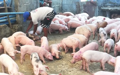 Antique province urged to regulate outbound shipment of pork