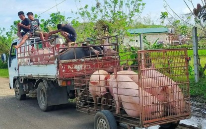 <p><strong>HOGS FOR AUCTION.</strong> Live hogs off to the auction market in Kabankalan City, Negros Occidental, in this undated photo. Prices of live hogs in auction markets have decreased based on the latest monitoring of the Provincial Veterinary Office because hog raisers cannot ship out supply since the province is no longer certified and recognized as free from African swine fever. (<em>File photo courtesy of Provincial Veterinary Office</em>)</p>