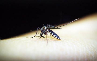 4B people at risk of being infected with dengue virus: WHO