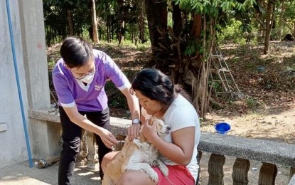 <p><strong>FREE ANTI-RABIES.</strong> A field worker of the Laoag City government's Veterinary Office gives an anti-rabies vaccine to a dog in this undated photo. This year, over 2,000 animals bit residents and two people died.<em> (Photo courtesy of Barangay Calayab LGU)</em></p>