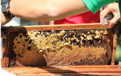 <p><strong>GOLDEN NECTAR.</strong> The Department of Agriculture (DA) wants to grow the local beekeeping industry while keeping production in the hands of community-based cultivators. DA Undersecretary Deogracias Victor Savellano on Tuesday (Jan. 2, 2023) said honey production promises huge returns to small entrepreneurs because of the large export market. <em>(Photo courtesy of Regina C. Ongkiko/UPLB)</em></p>