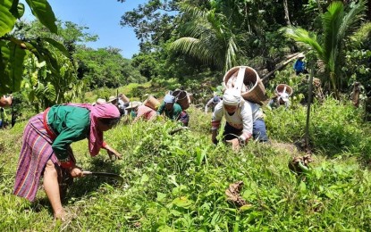<p><strong>CASH-FOR-WORK</strong>. Some residents in Barangay Saguigui, Pagudpud, Ilocos Norte help in the upkeep of a coffee plantation project in this undated photo. Under a cash-for-work program, they are also hired as Barangay Ranger Officers. <em>(Contributed photo)</em></p>