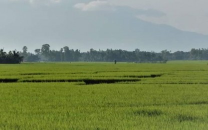 <p>A ricefield in Bago City, Negros Occidental. (<em>PNA Bacolod file photo</em>)</p>
<p> </p>
<p> </p>