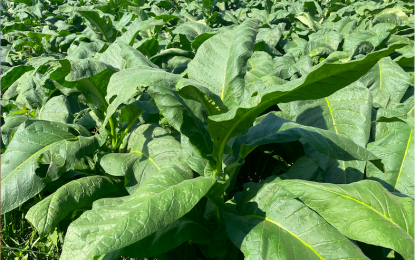<p><strong>TOBACCO FARM</strong>. Tobacco plants on a farm in Batac City, Ilocos Norte. The National Tobacco Administration (NTA) has allotted around PHP17 million for cash aid to 2,834 marginalized tobacco growers from Ilocos Norte this year. <em>(File photo by Leilanie Adriano)</em></p>