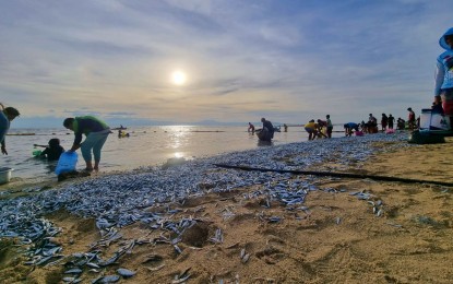 Deluge of sardines trapped in Sarangani coast seen as a ‘blessing’