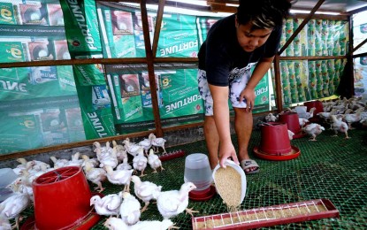 <p><strong>POULTRY BAN</strong>. A flockman feeds broilers on a farm in this undated photo. Due to the detection of Avian Influenza in a private poultry farm in Kananga, Leyte, Cebu Governor Gwendolyn Garcia issued on Monday (March 25, 2024) an Executive Order prohibiting the entry of live poultry, gamefowls, pigeons, wild and pet birds from the said province for 45 days, to protect Cebu’s PHP12 billion poultry industry. <em>(PNA file photo)</em></p>