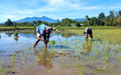 <p><strong>PLANTING SEASON.</strong> Farmers in Calinan, Davao City start planting rice seeds on Jan. 5, 2024. They use the Zamboanga rice varieties, which are said to result in higher yield. <em>(PNA photo by Robinson Niñal Jr.)</em></p>