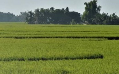 Water supply, rice yield enough amid El Niño – NIA