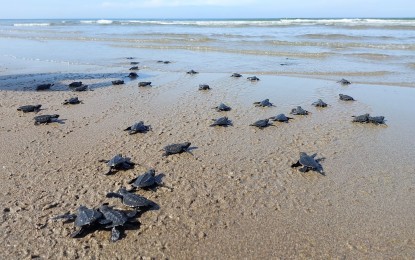 Sipalay City releases sea turtle hatchlings found in beach resort 